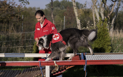 Barbara Brada mit Border Collie Jack beim Training auf dem Such- und Therapiebegleithundezentrum des Roten Kreuzes Schwechat.