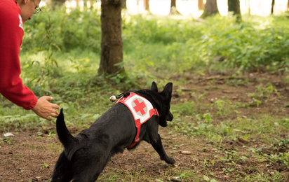 Suchhunde Niederösterreich - eine Rotkreuzmitarbeiterin mit ihrem Suchhund im Einsatz