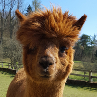 Alpaka Avalon, ein tierischer Begleiter auf der Kinderburg