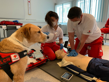 Zwei Rettungssanitäter_innen trainieren die Reanimation, Mailow, der Hund von Bezirksausbildungsreferent Kreidl, sitzt daneben und passt auf.