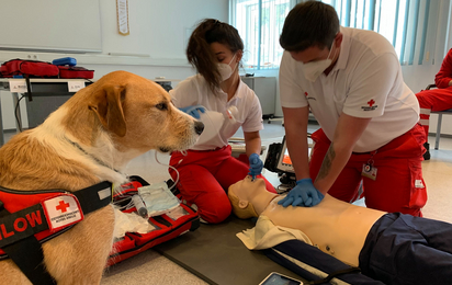 Zwei Rettungssanitäter_innen trainieren die Reanimation, Mailow, der Hund von Bezirksausbildungsreferent Kreidl, sitzt daneben und passt auf.