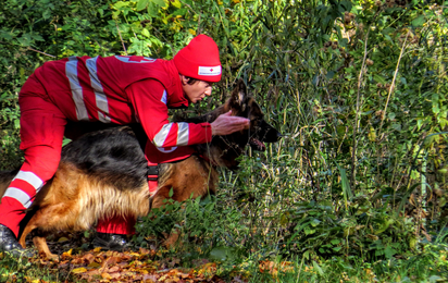 Ein Suchhundeführer beugt sich über einen Rotkreuz-Suchhund und gibt Kommandos