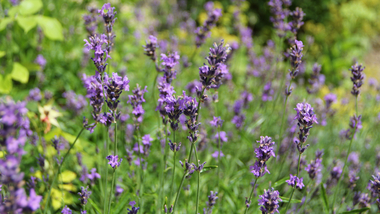 Eine Blumenwiese auf der Kinderburg Rappottenstein