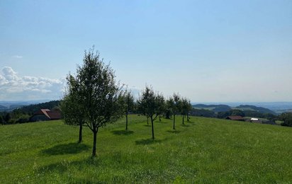 Wiese mit Baumreihe unter blauem Himmel