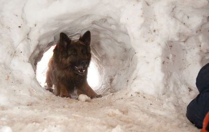 Hund schaut in Schneehöhle