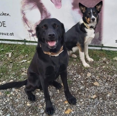 Rotes Kreuz, Suchhunde Schwechat, Niederösterreich, NÖ Suchhunde