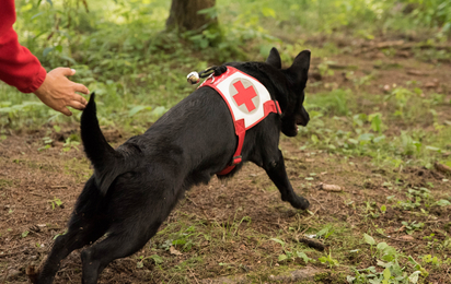 Suchhund beim Starten zur Suche